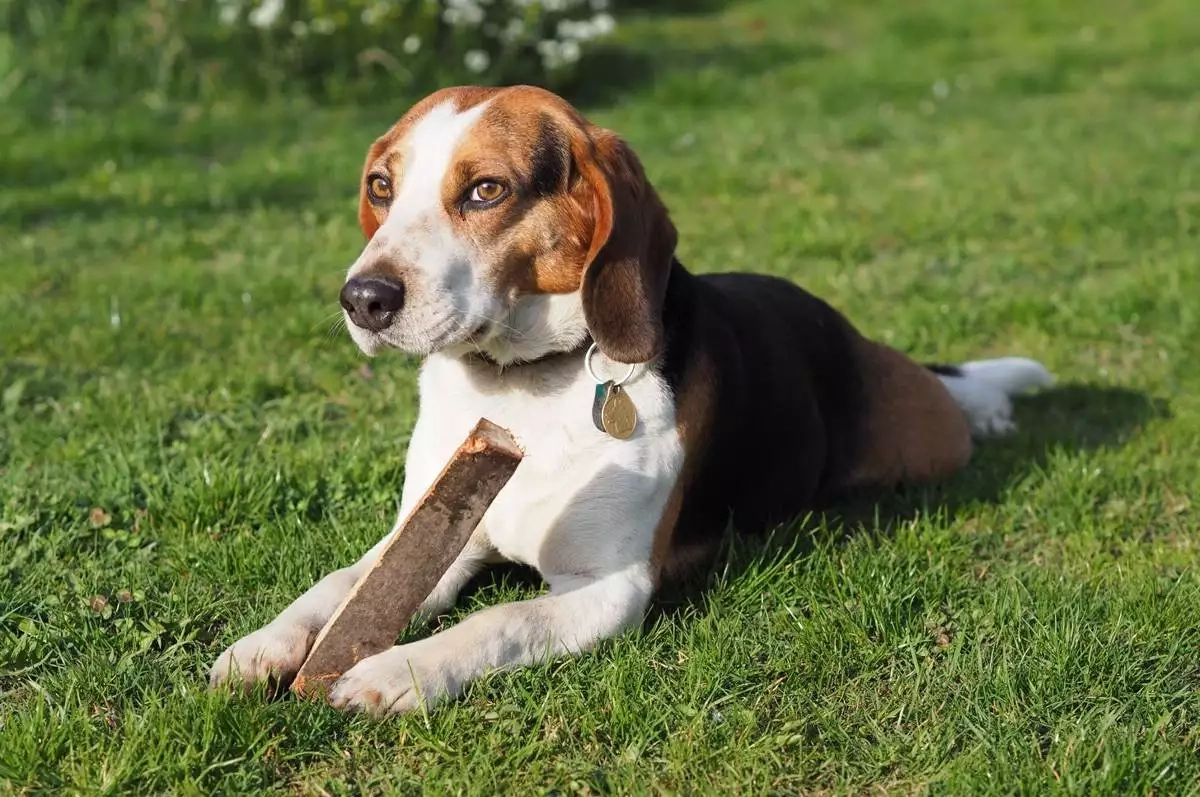 Hrabová: Očkování psů proti vzteklině – 14.10. 2021