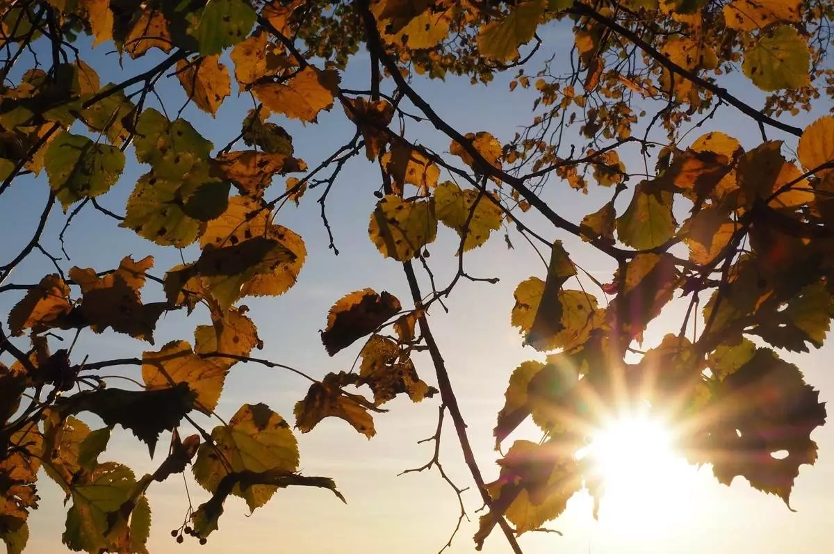 Stromy svobody nabízí lípu k výsadbě i ošetření vzrostlého stromu