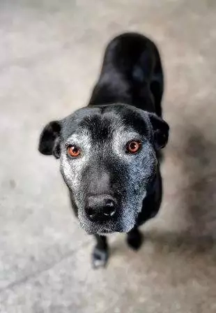 Hrabová: Změna sazeb u poplatků ze psů od 1.1. 2024