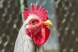 (FOTO) VĂ˝stava drobnĂ©ho zvĂĹ™ectva mĂstnĂch chovatelĹŻ