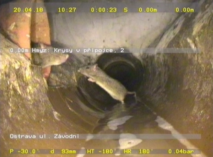 Plošná deratizace stokové sítě se týká i Hrabové