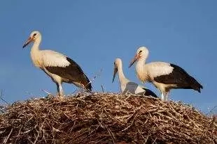 (FOTO) Hrabová: Co se děje v hnízdě čápů