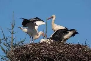 (FOTO) Co se dÄ›je na hnĂzdÄ›