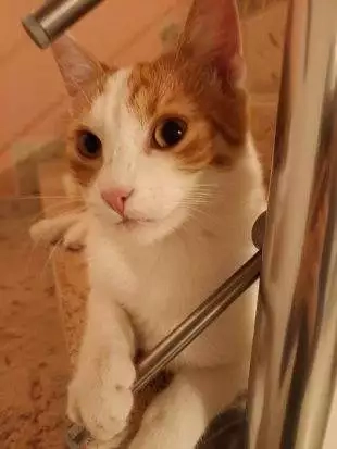 Miloslav ZadrobĂlek: Na ulici KrmelĂnská se ztratil kocour