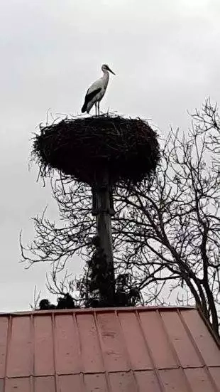 Hrabová: Do svĂ©ho hnĂzda pĹ™iletÄ›l v sobotu čáp VilĂ©m