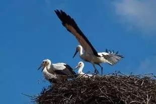 MS Deník: Největší celebrity Hrabové? Mladý pár čápů