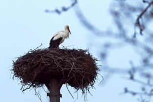 (FOTO) Hrabová: Čáp Vilém je doma...