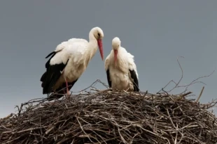 (FOTO) Co se dÄ›je v hnĂzdÄ› hrabovskĂ©ho ÄŤapĂho páru