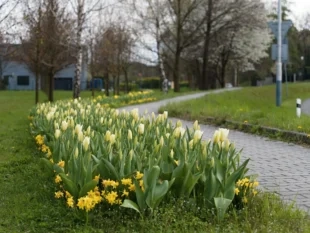 (FOTO) Věra Kročková: Práce na hrabovské zeleni