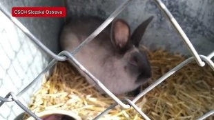 (VIDEO) ČSCH Slezská Ostrava: Ohlédnutí za výstavou v Ostravy-Hrabové