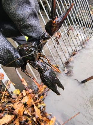 (FOTO) Hrabová: Rak říční opět v našich vodách